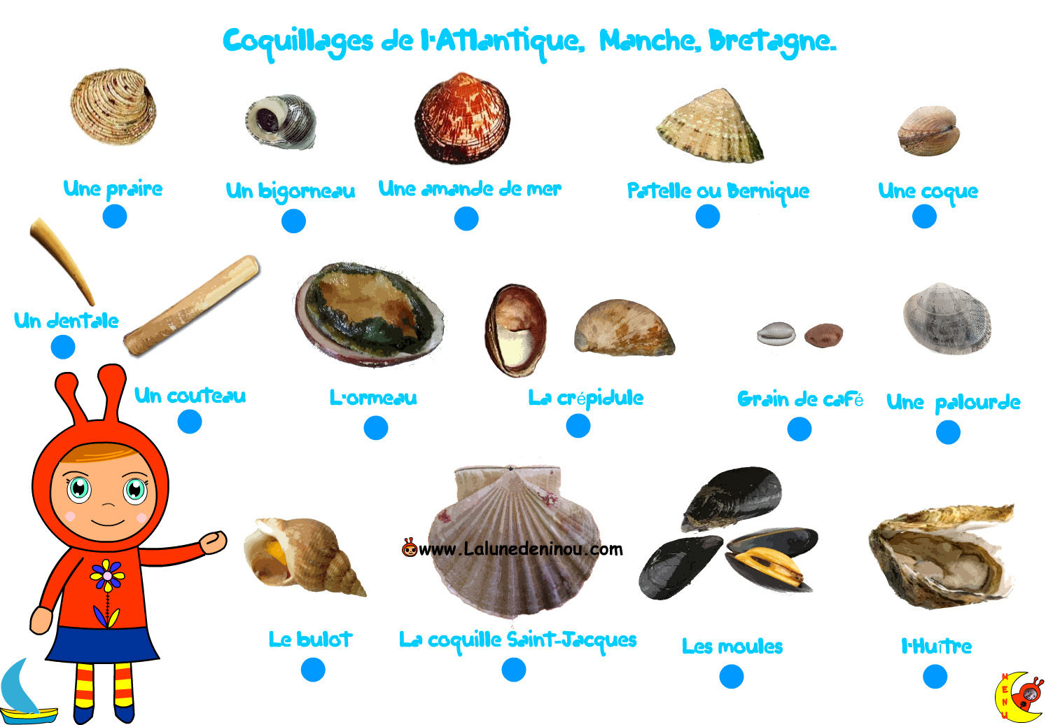 Coquillage Ou On Entend La Mer Nom Infos sur » noms des coquillages » Vacances - Arts- Guides Voyages